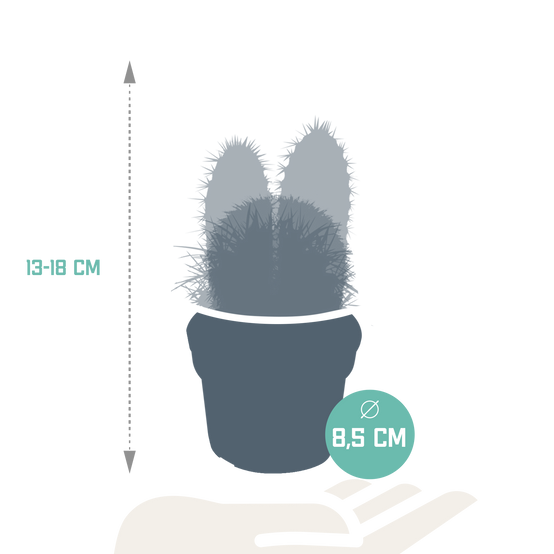 3x Mélange de cactus - sans pot - Ø8,5cm - ↕18cm - Plantes d’intérieur - Image 2