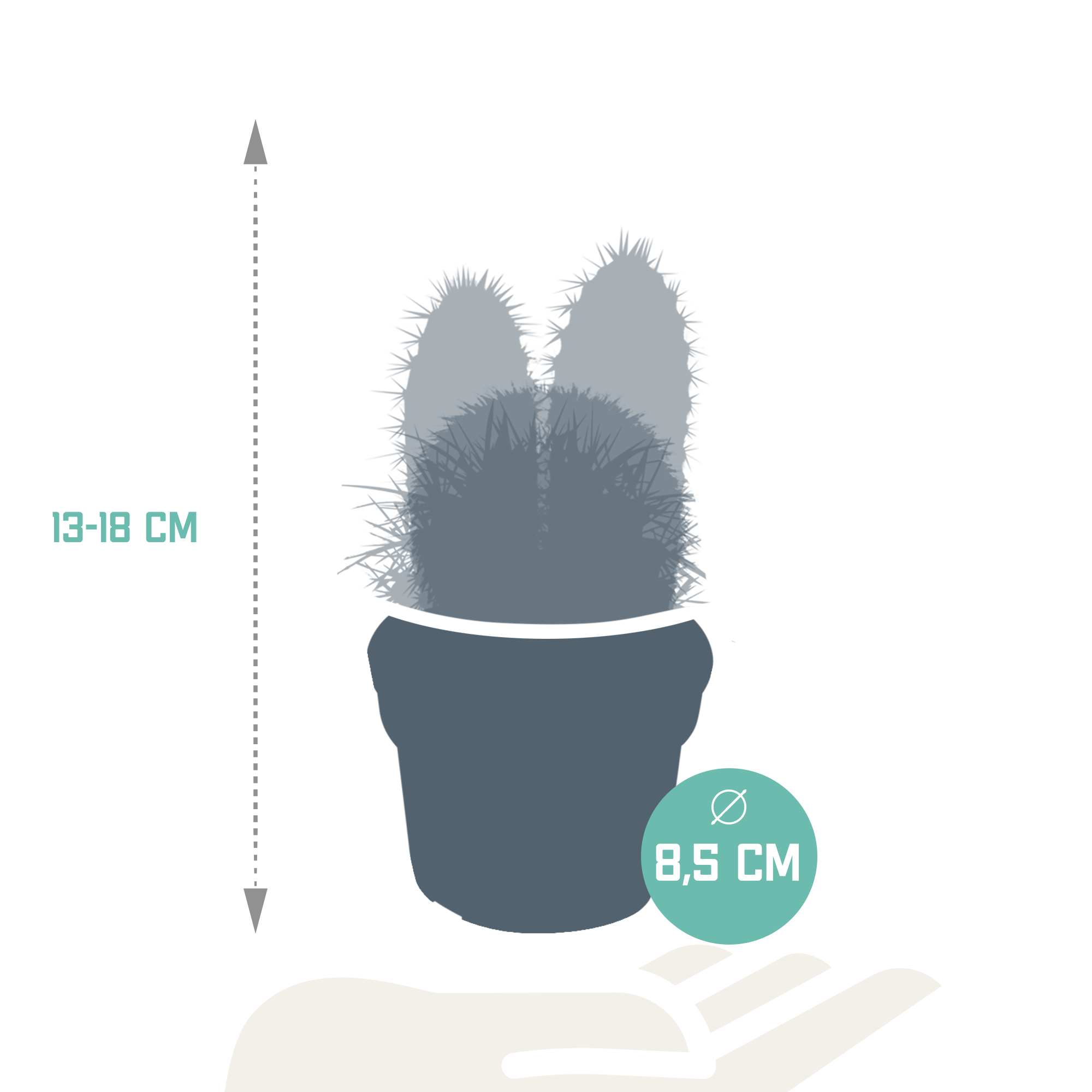 3x Mélange de cactus - sans pot - Ø8,5cm - ↕18cm - Plantes d’intérieur - Image 2