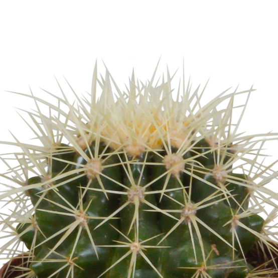 3x Mélange de cactus - sans pot - Ø8,5cm - ↕18cm - Plantes d’intérieur - Image 5