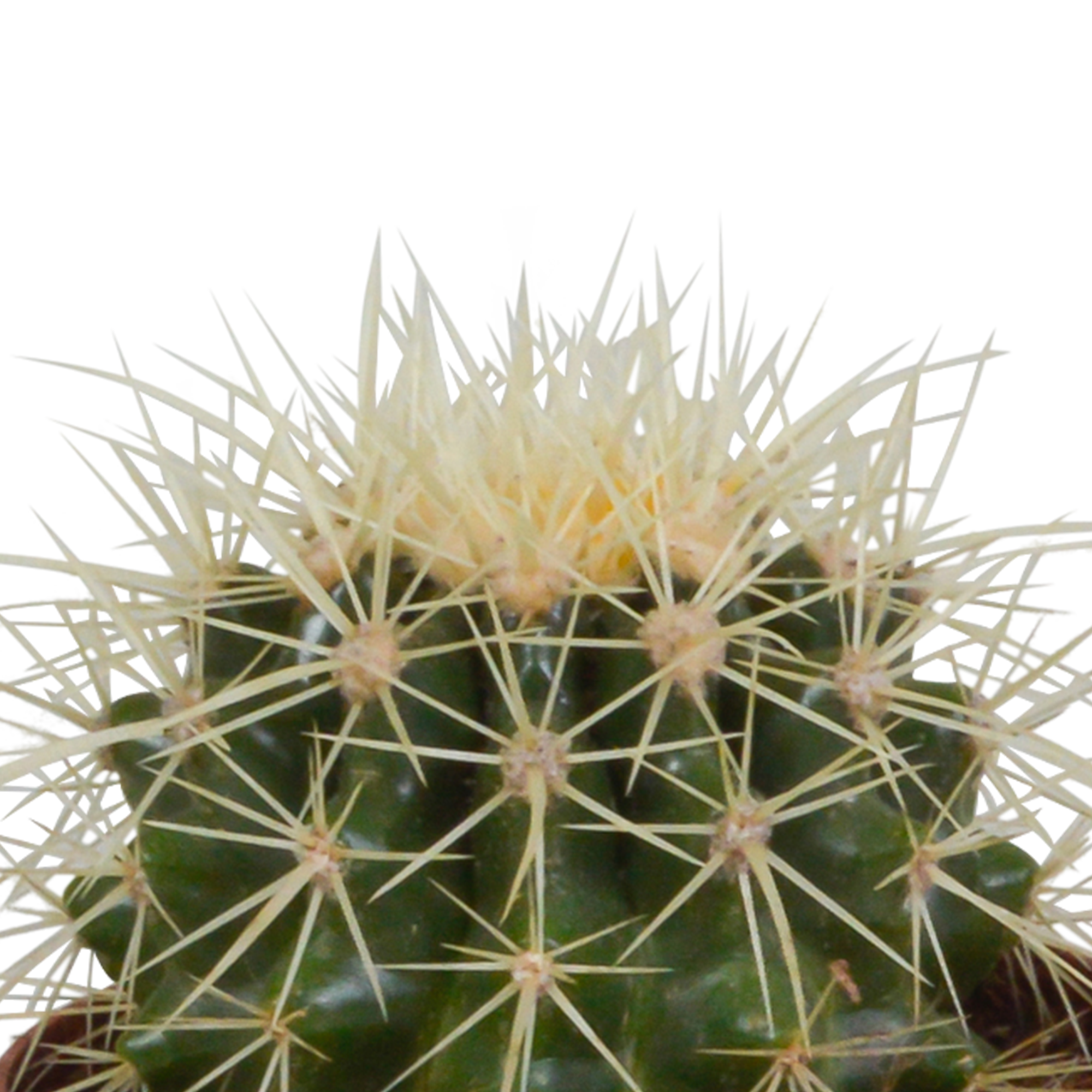 3x Mélange de cactus - sans pot - Ø8,5cm - ↕18cm - Plantes d’intérieur - Image 5