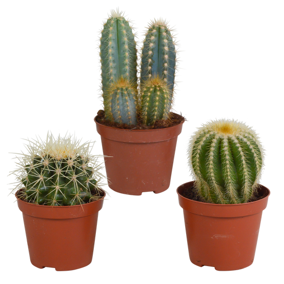 3x Mélange de cactus - sans pot - Ø8,5cm - ↕18cm - Plantes d’intérieur - Image 1