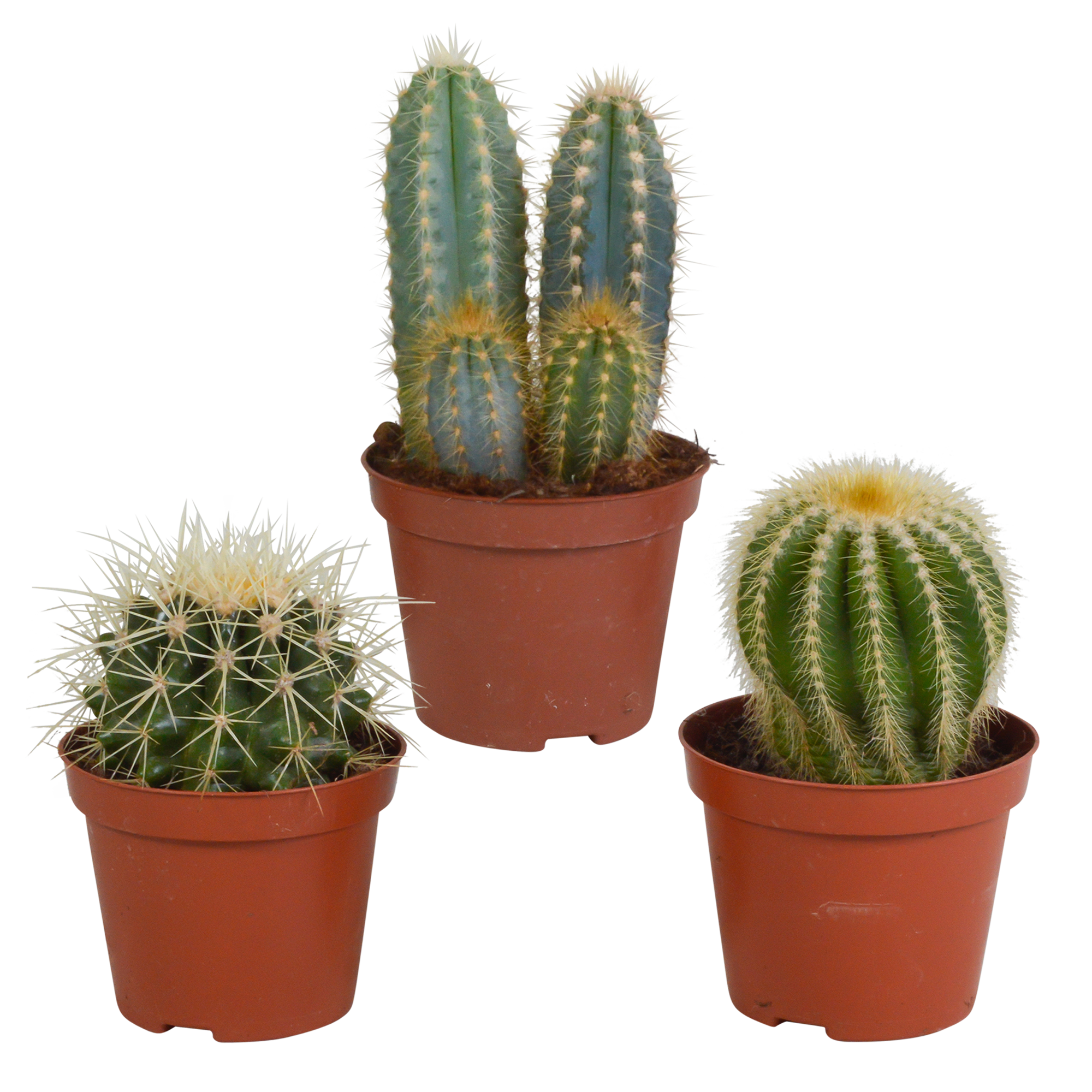 3x Mélange de cactus - sans pot - Ø8,5cm - ↕18cm - Plantes d’intérieur - Image 1