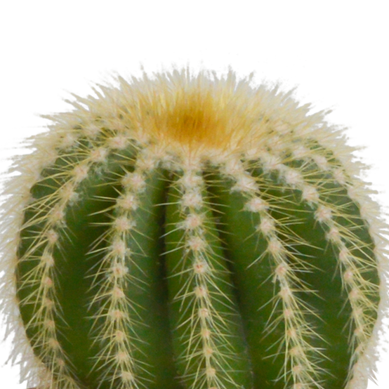 3x Mélange de cactus - sans pot - Ø8,5cm - ↕18cm - Plantes d’intérieur - Image 4