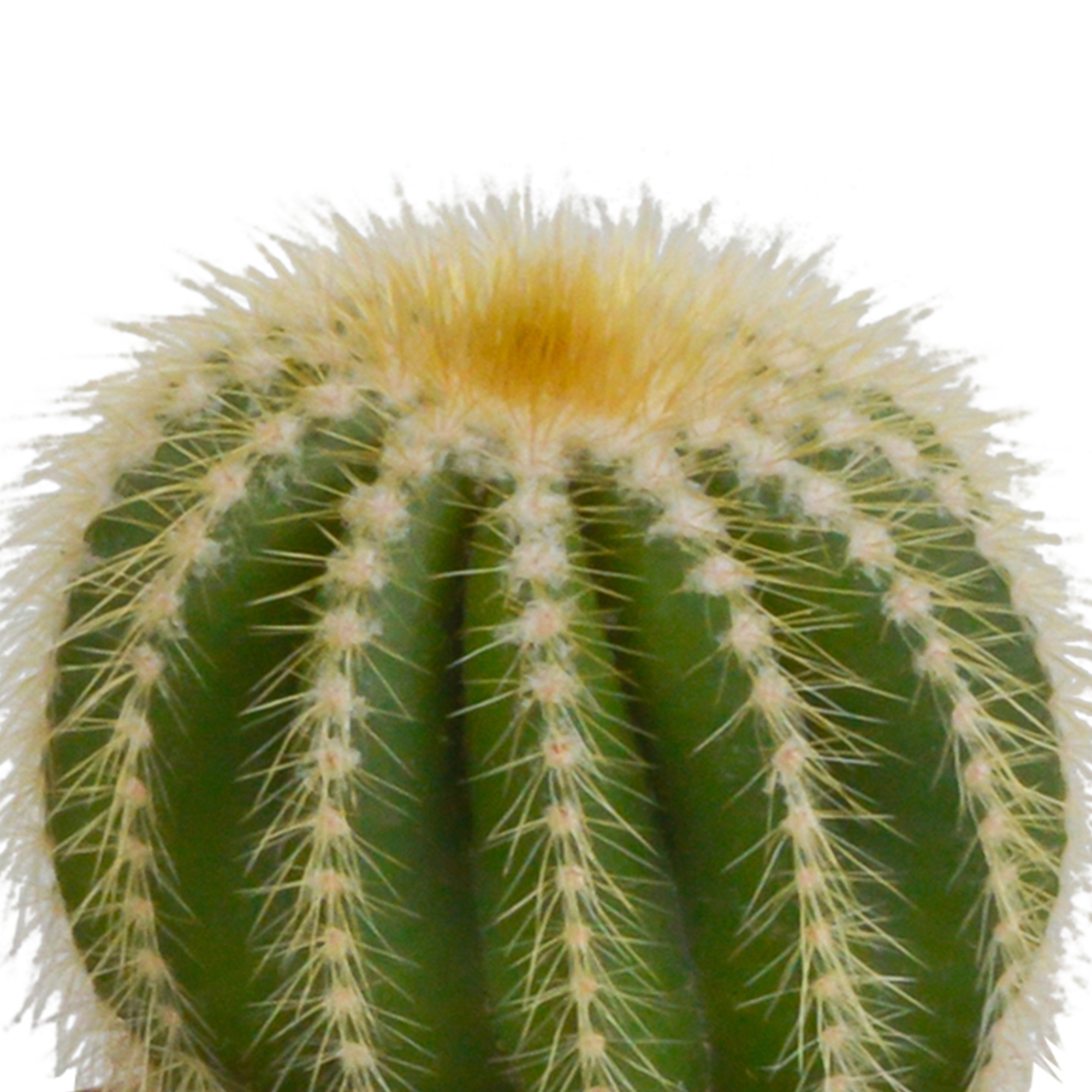 3x Mélange de cactus - sans pot - Ø8,5cm - ↕18cm - Plantes d’intérieur - Image 4