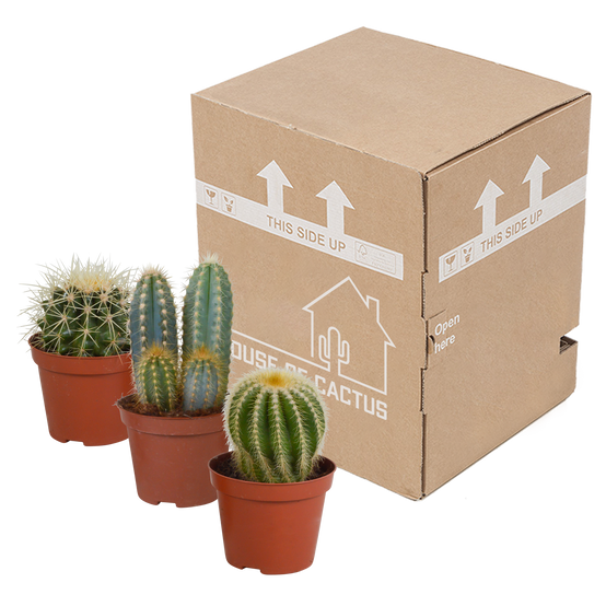 3x Mélange de cactus - sans pot - Ø8,5cm - ↕18cm - Plantes d’intérieur - Image 3