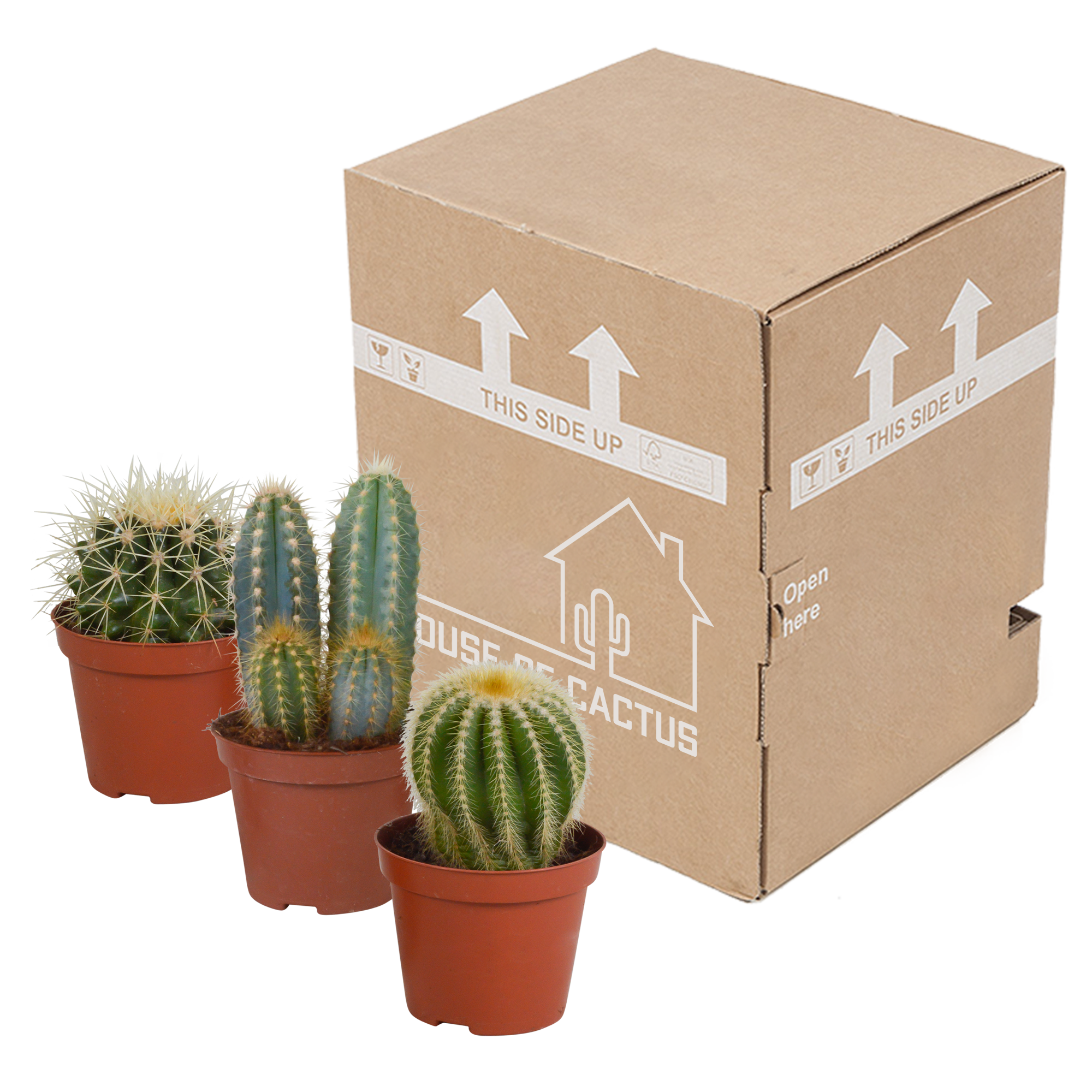 3x Mélange de cactus - sans pot - Ø8,5cm - ↕18cm - Plantes d’intérieur - Image 3