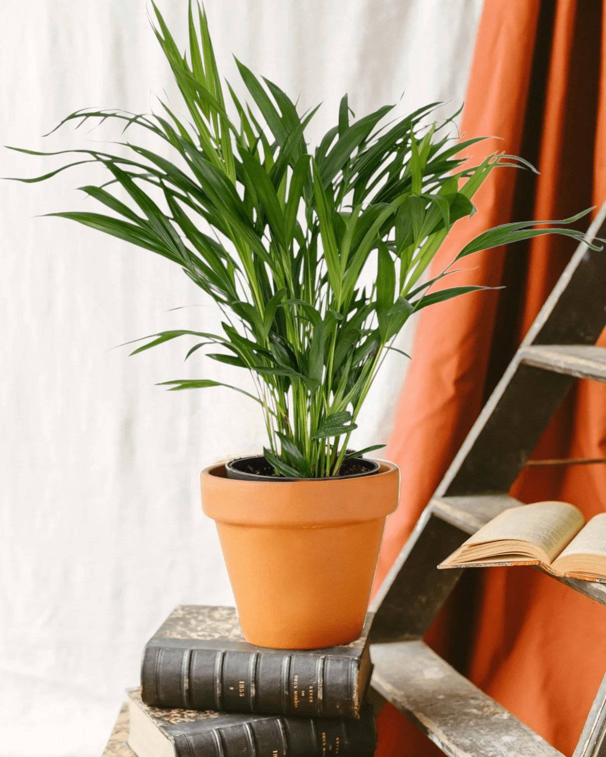 Sitemapcdatahttpsfoowindecoocompalmier Interieur Jardilandnull