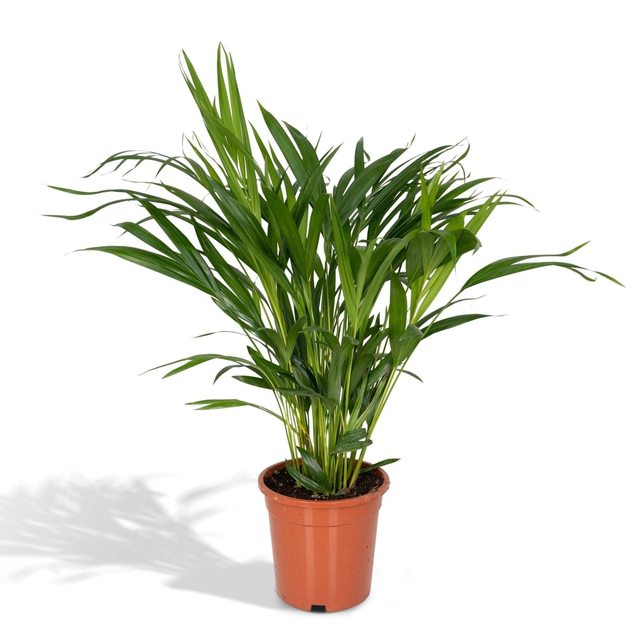 La Green Touch - Palmier Areca 60cm - Plante d'intérieur- La Green Touch - Imagen 1