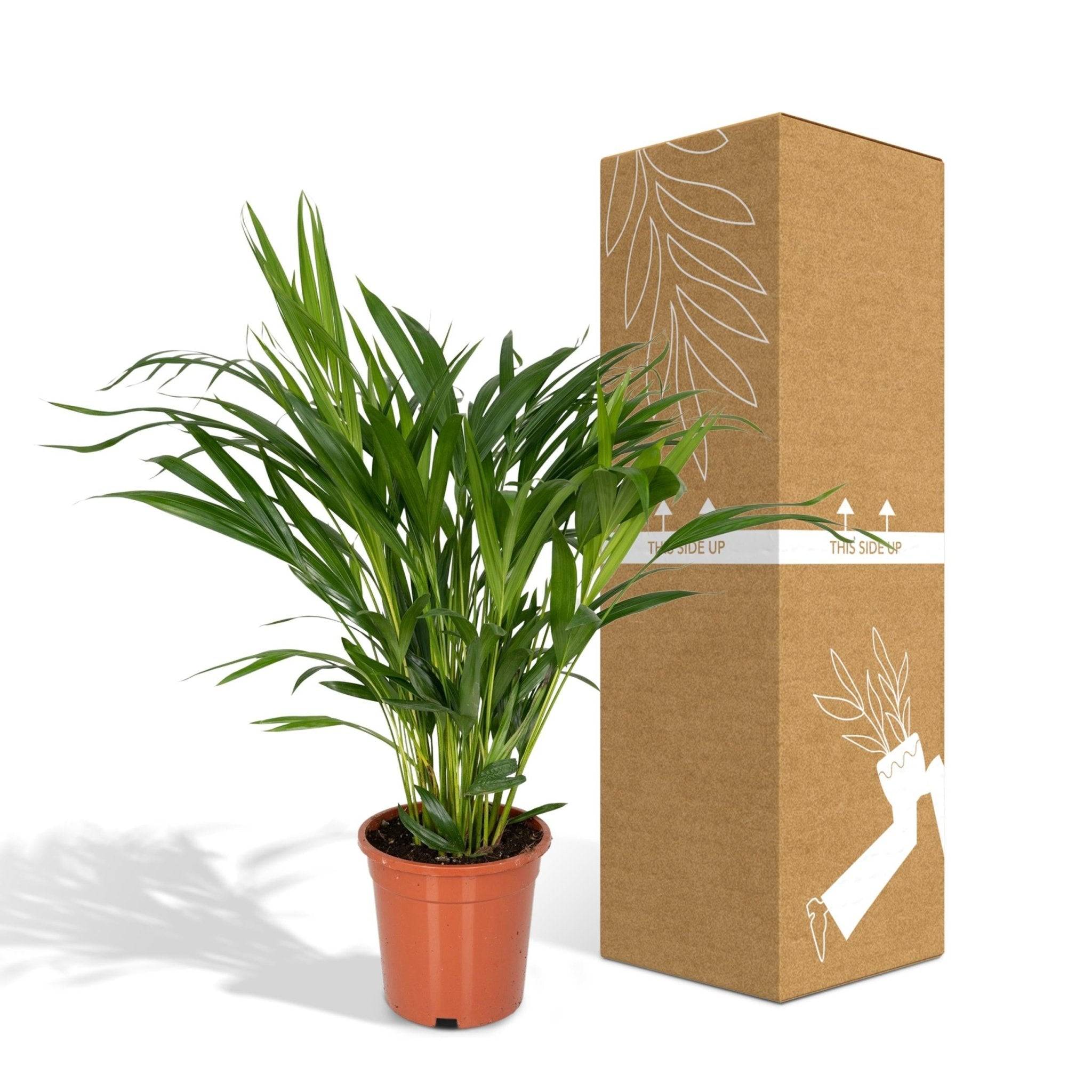 La Green Touch - Palmier Areca 60cm - Plante d'intérieur- La Green Touch - Imagen 7