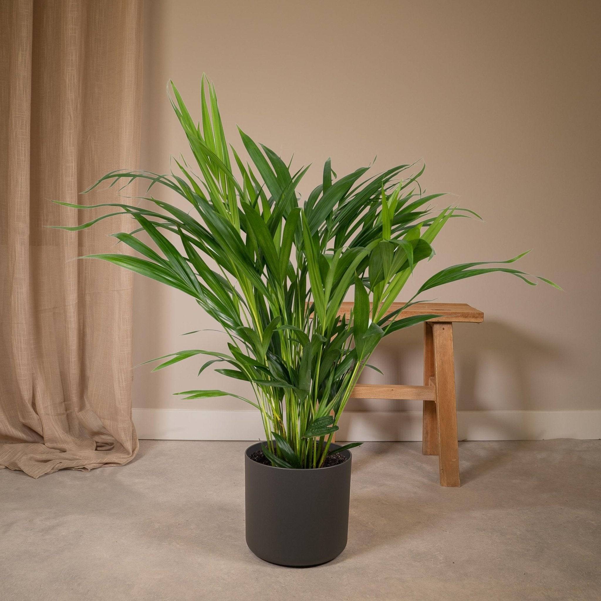 La Green Touch - Palmier Areca 60cm - Plante d'intérieur- La Green Touch - Imagen 5