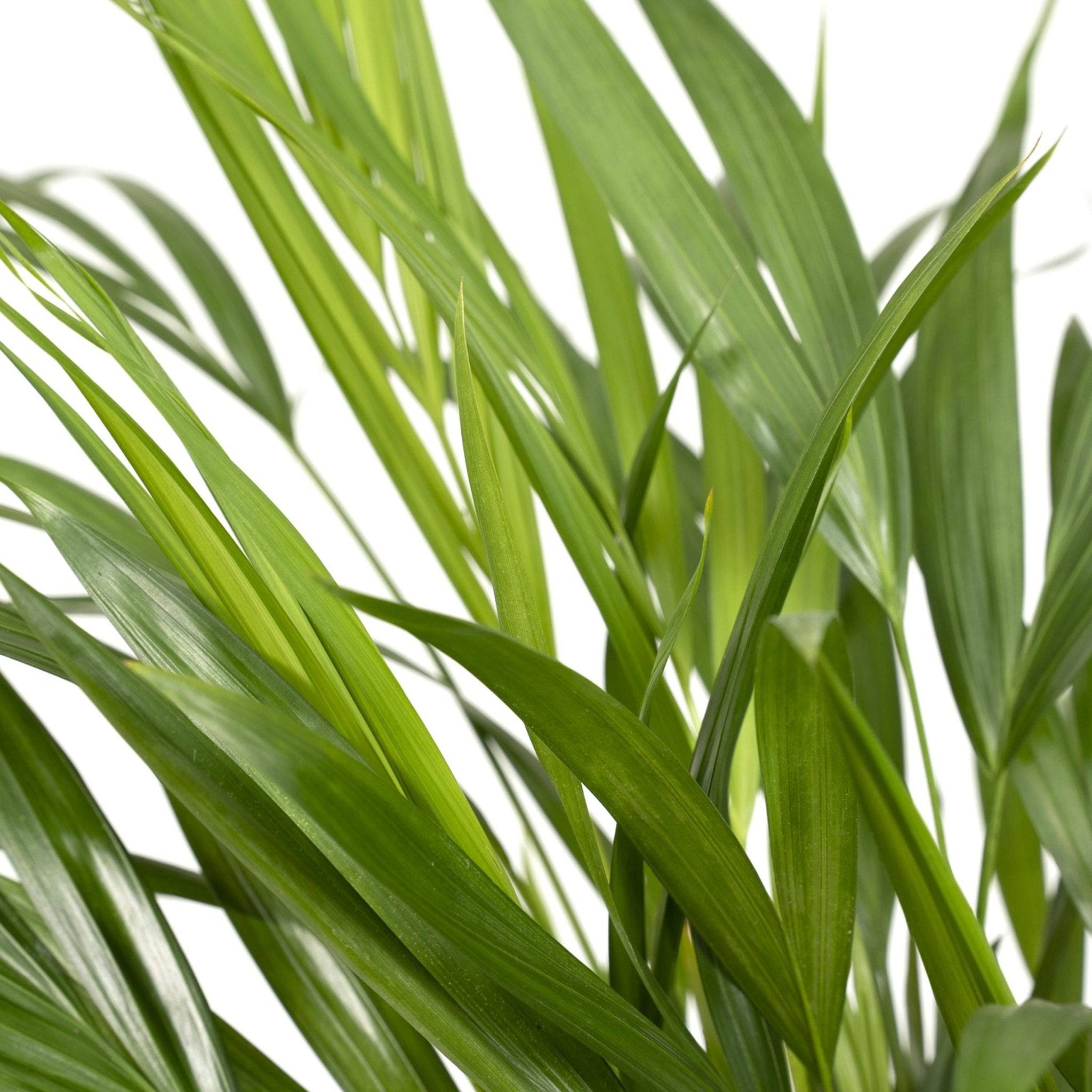 La Green Touch - Palmier Areca 60cm - Plante d'intérieur- La Green Touch - Imagen 3
