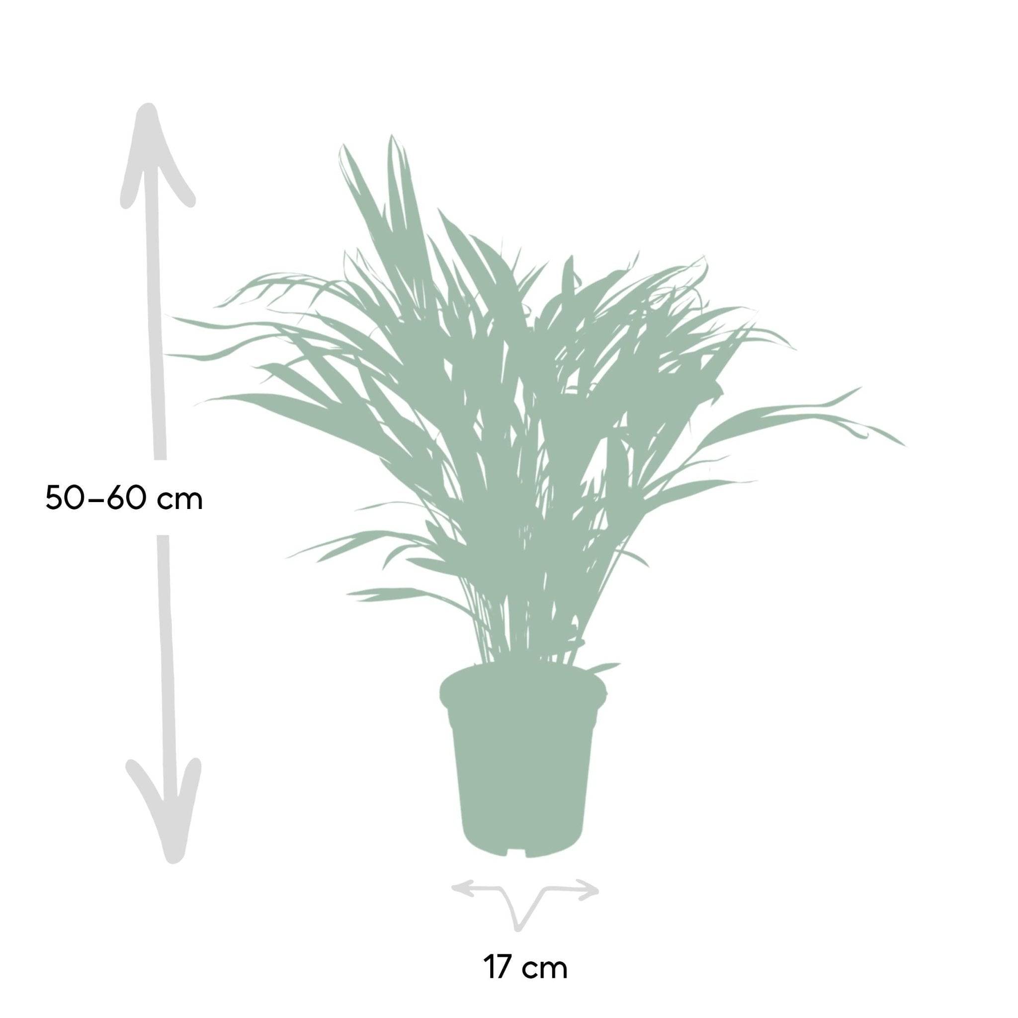 La Green Touch - Palmier Areca 60cm - Plante d'intérieur- La Green Touch - Imagen 6