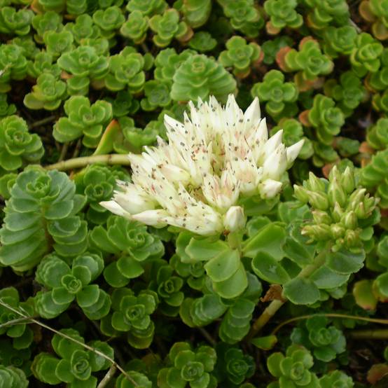 Sedum spurium Album Superbum - Orpin Godet de 8/9 cm