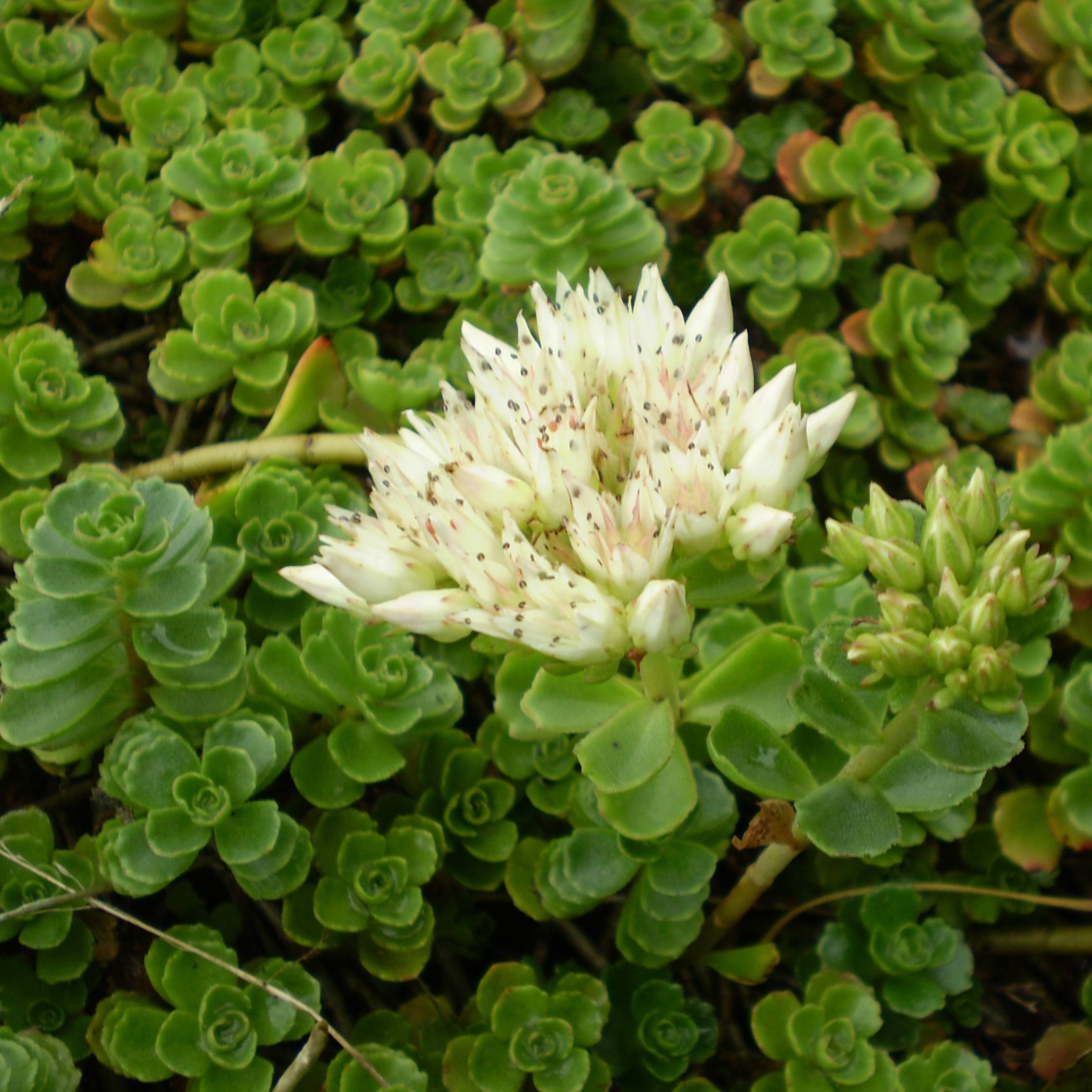 Sedum spurium Album Superbum - Orpin Godet de 8/9 cm