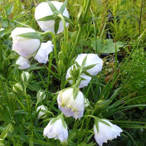 Promesse de Fleurs - Campanula persicifolia La Bello - Campanule à feuilles de pêcher Godet de 8/9 cm