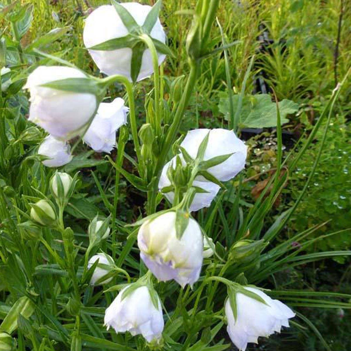 Promesse de Fleurs - Campanula persicifolia La Bello - Campanule à feuilles de pêcher Godet de 8/9 cm