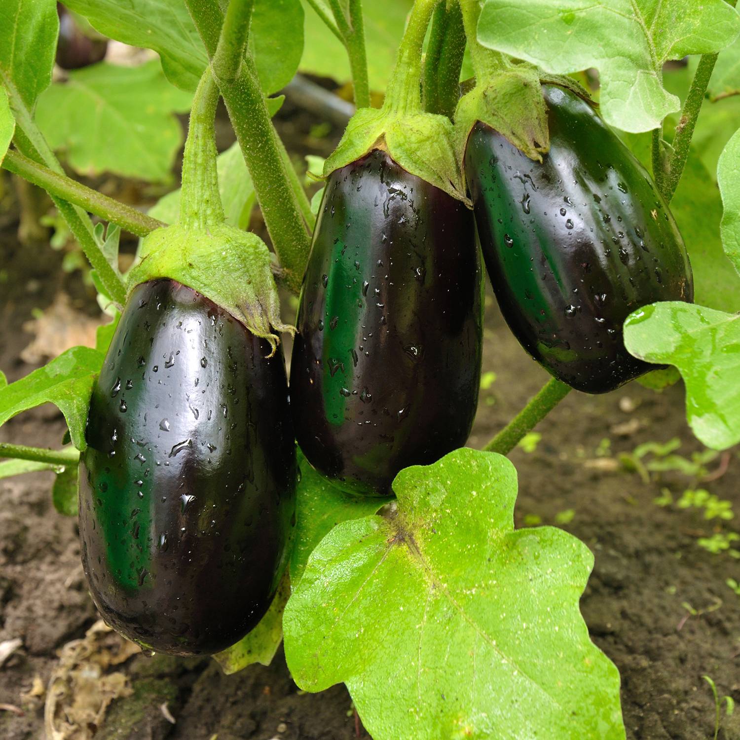 Promesse de Fleurs - Aubergine Bonica F1 - Solanum melongena le sachet de 35 graines environ (0,2g)