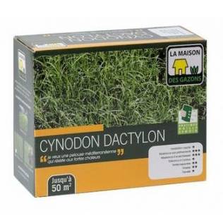 Gazon Cynodon dactylon - Chiendent pour pelouse tropicale Boîte de 500g