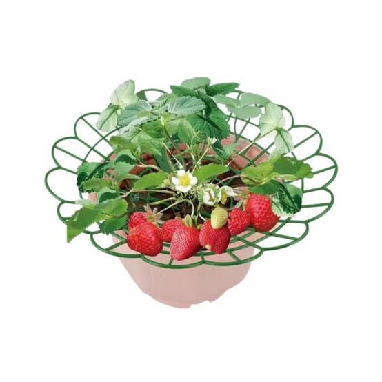 Lot de 10 supports pour fraises - Anti-pourriture & surélévation - Plastique résistant UV - Living123 - Image 6