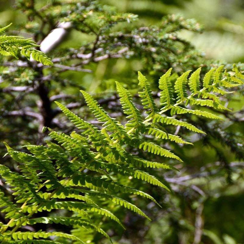 Fougère cuivrée, Dryopteris - Pot de 3 L - 40/60 cm - Imagen 2