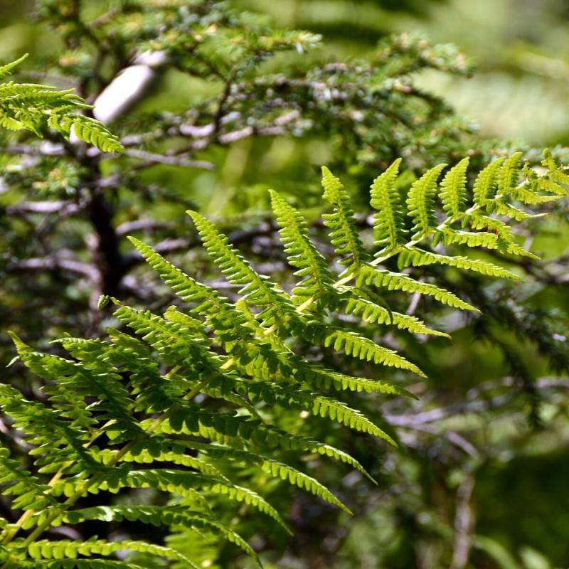 Fougère cuivrée, Dryopteris - Pot de 3 L - 40/60 cm - Imagen 1