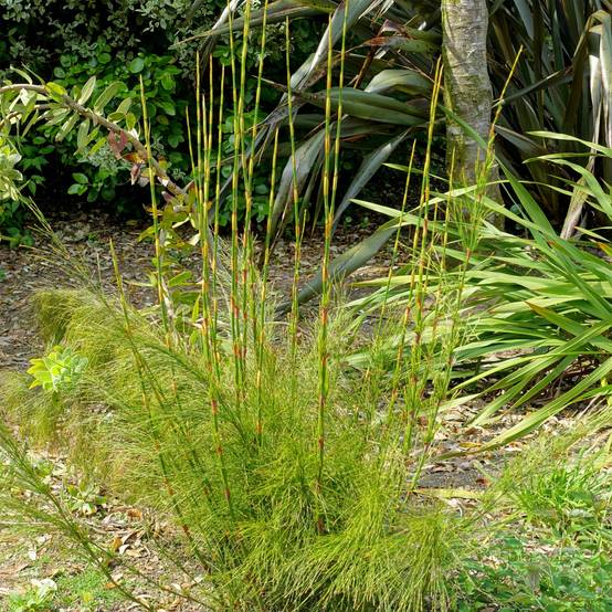 Ischyrolepis subverticillata - Restio Pot de 2L/3L - Image 1