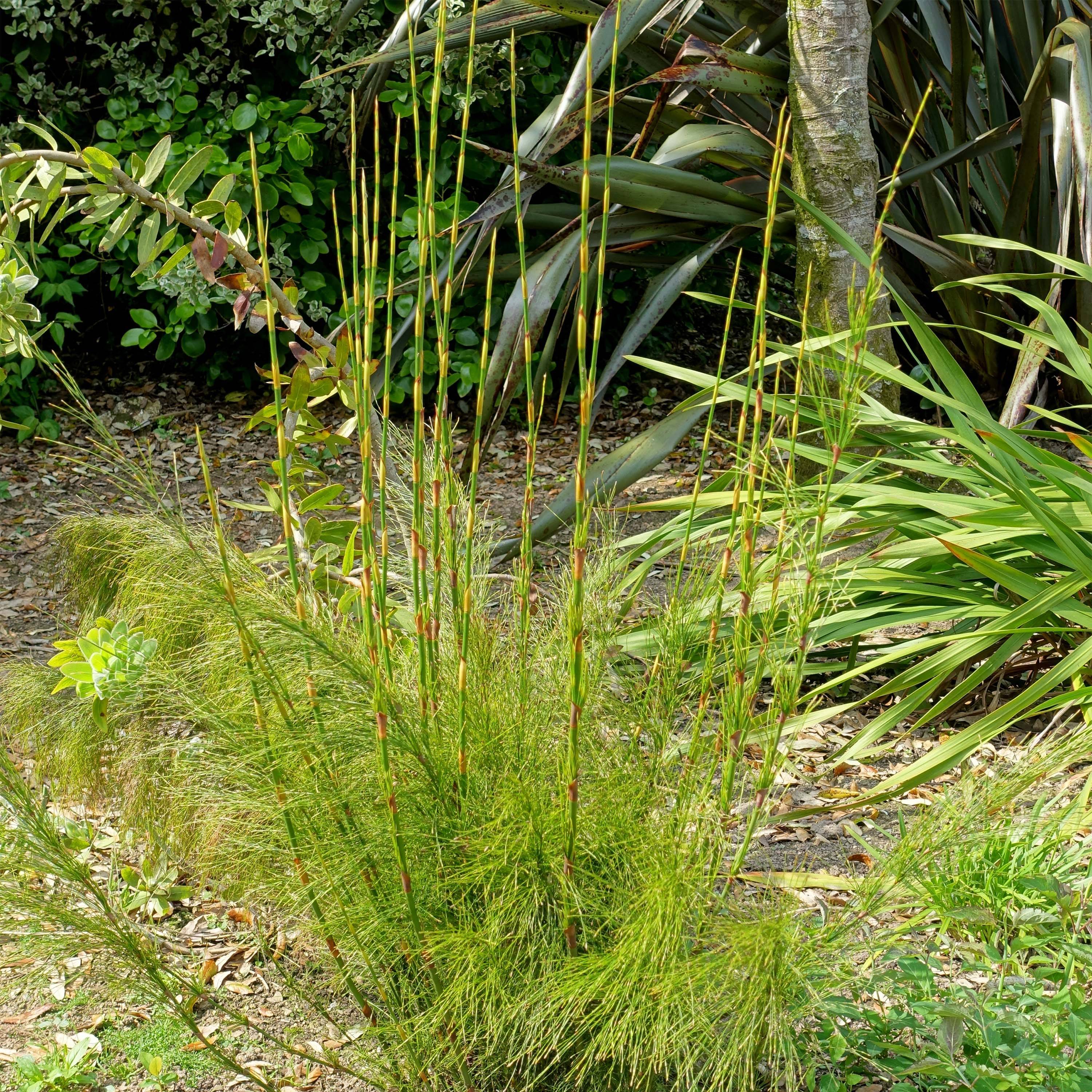 Ischyrolepis subverticillata - Restio Pot de 2L/3L - Image 1