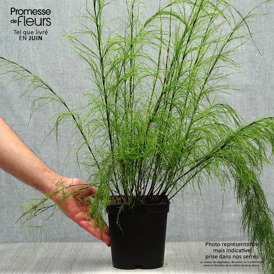Ischyrolepis subverticillata - Restio Pot de 2L/3L - Image 2