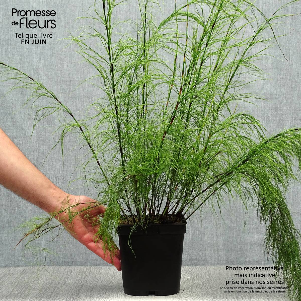 Ischyrolepis subverticillata - Restio Pot de 2L/3L - Image 2