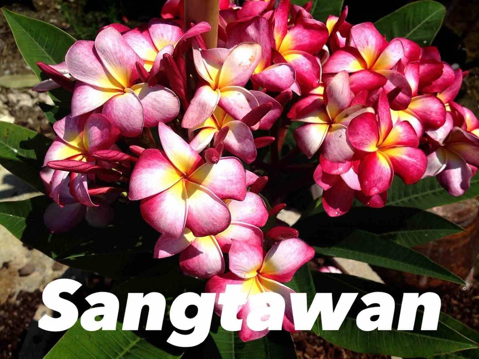 Sans Marque - Plumeria rubra "Sangtawan" (frangipanier) Taille:Pot de 2 litres ? 20/30 cm - Couleur floraison:Blanc/jaune/rose