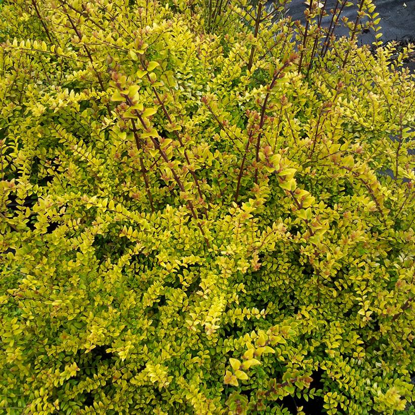Promesse de Fleurs - Lonicera nitida Baggesen's Gold - Chèvrefeuille arbustif Pot de 2L/3L - Image 1