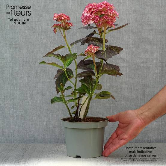 Hortensia - Hydrangea macrophylla Miss Saori Pot de 2L/3L - Image 2