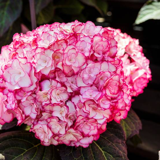 Hortensia - Hydrangea macrophylla Miss Saori Pot de 2L/3L - Image 1