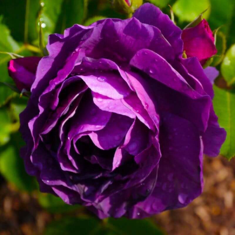 Rosier 'Purple Eden' - Conteneur 3L - Pépinières Naudet - Image 1