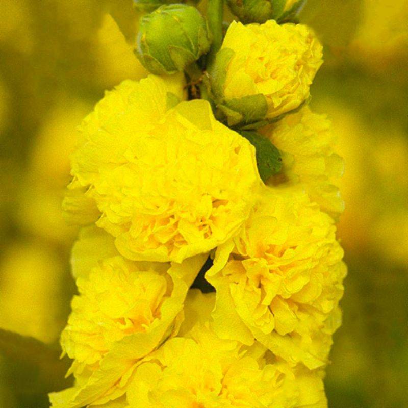 3 Roses Trémière Charter's Double Jaune (Alcea Rosea Charter's) - Lot de 3 vivaces - Pépinières Naudet - Image 1