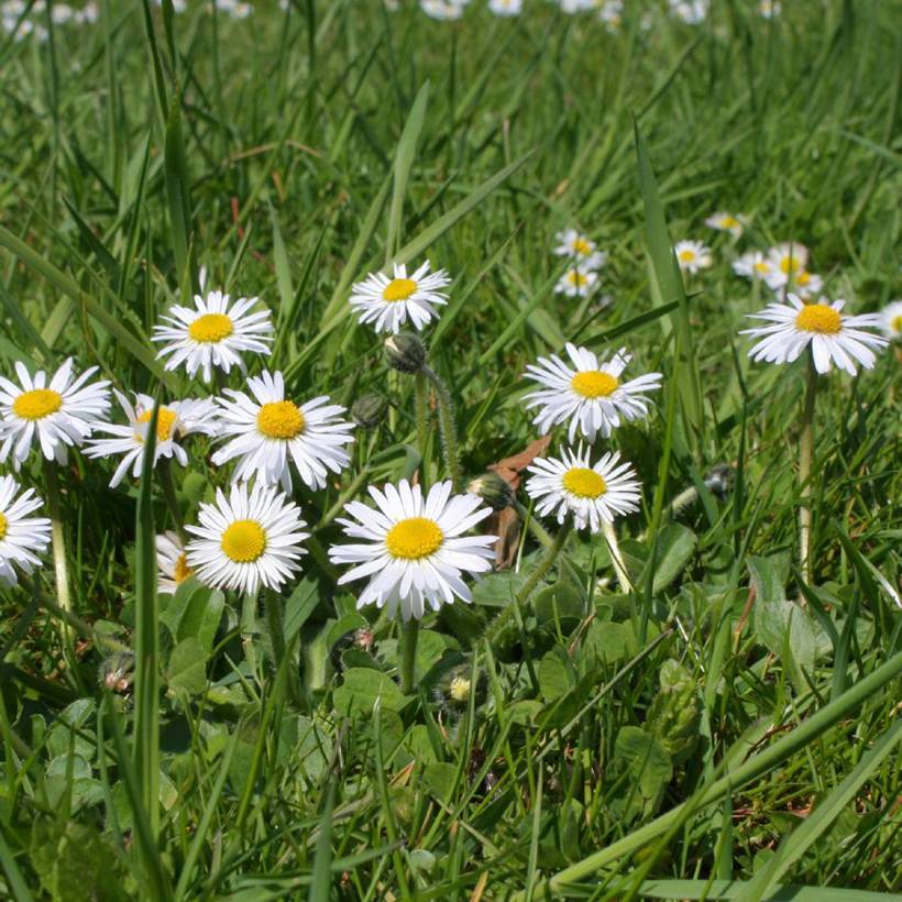 Promesse de Fleurs - Pâquerette - Bellis perennis Godet de 8/9 cm