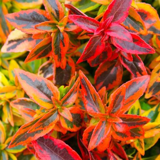 Abélia x grandiflora 'Kaleidoscope' (Abelia x grandiflora 'Kaleidoscope') - Godet - Taille 13/25cm - Pépinières Naudet - Image 1
