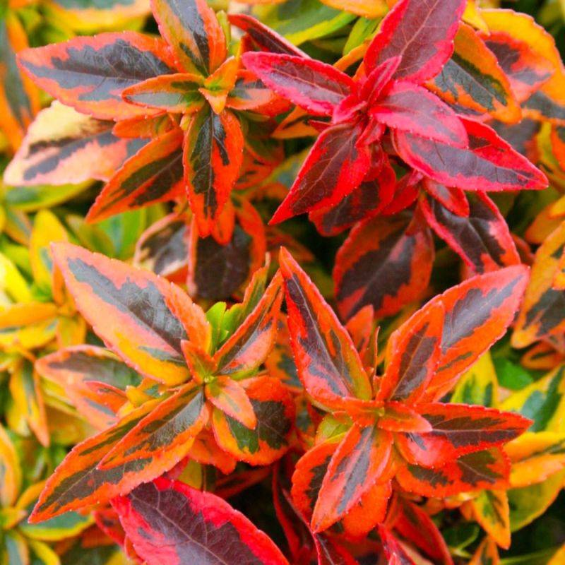 Abélia x grandiflora 'Kaleidoscope' (Abelia x grandiflora 'Kaleidoscope') - Godet - Taille 13/25cm - Pépinières Naudet - Image 1