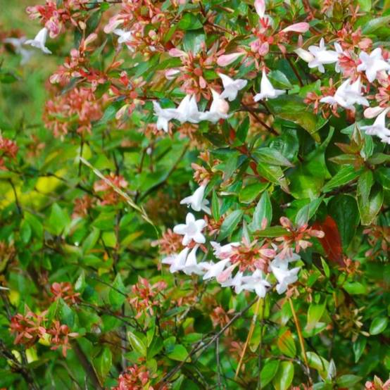 Abélia x grandiflora 'Kaleidoscope' (Abelia x grandiflora 'Kaleidoscope') - Godet - Taille 13/25cm - Pépinières Naudet - Image 2