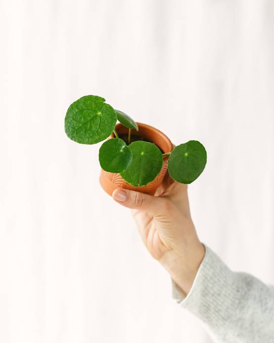 Mini Pilea Pepe 10cm - Plante d'intérieur- La Green Touch - Image 2