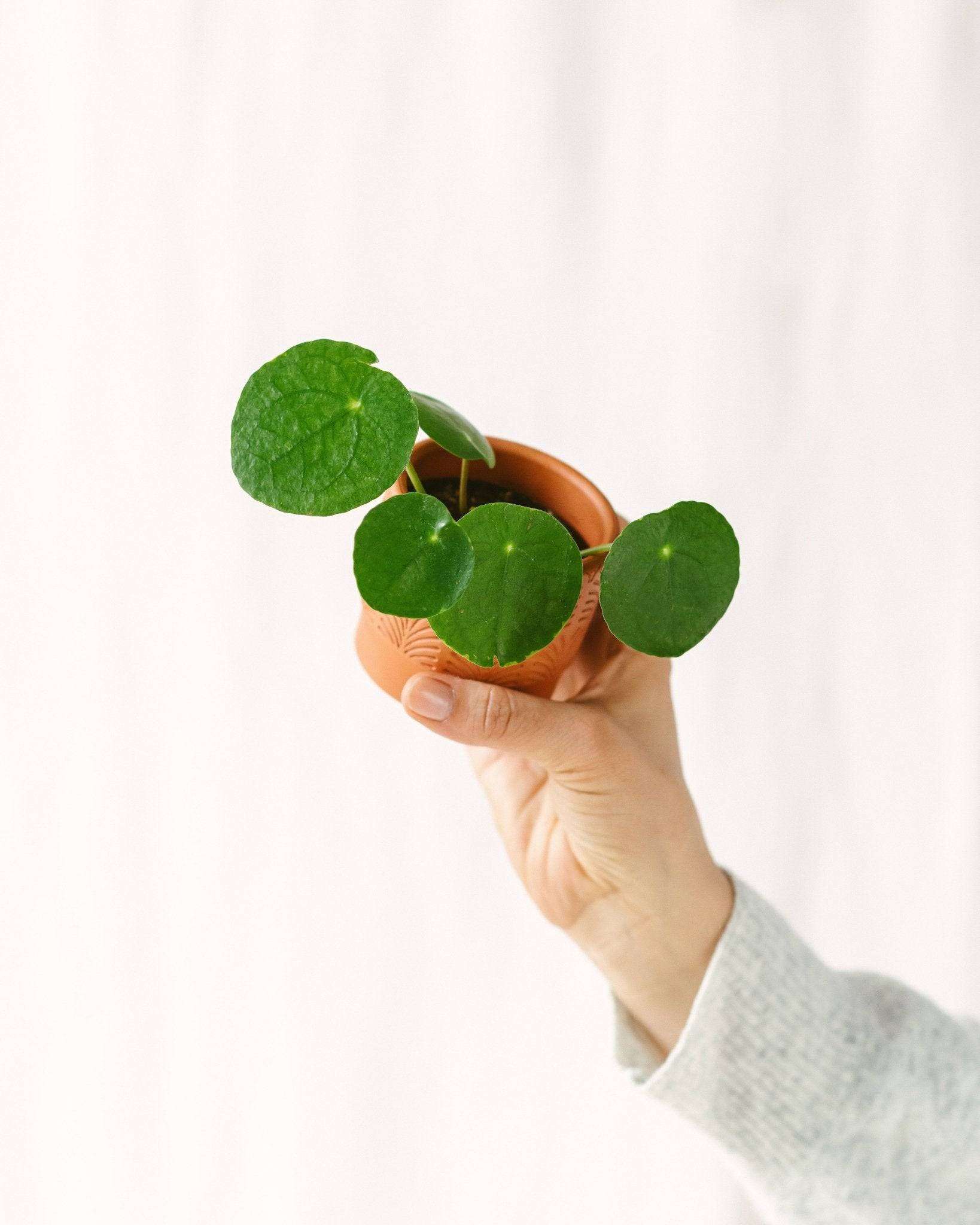Mini Pilea Pepe 10cm - Plante d'intérieur- La Green Touch - Image 2