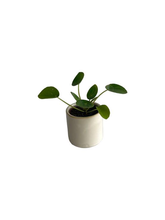 Mini Pilea Pepe 10cm - Plante d'intérieur- La Green Touch - Image 1