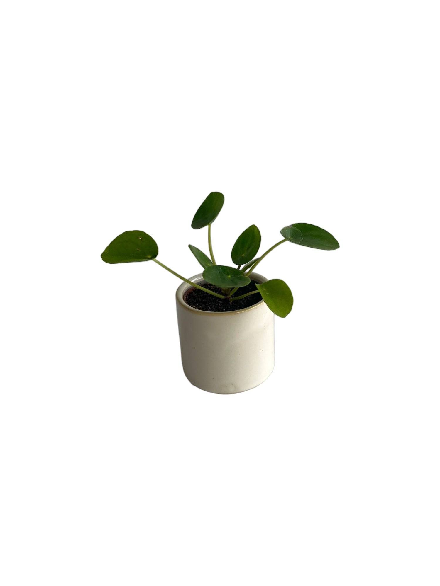 Mini Pilea Pepe 10cm - Plante d'intérieur- La Green Touch - Image 1