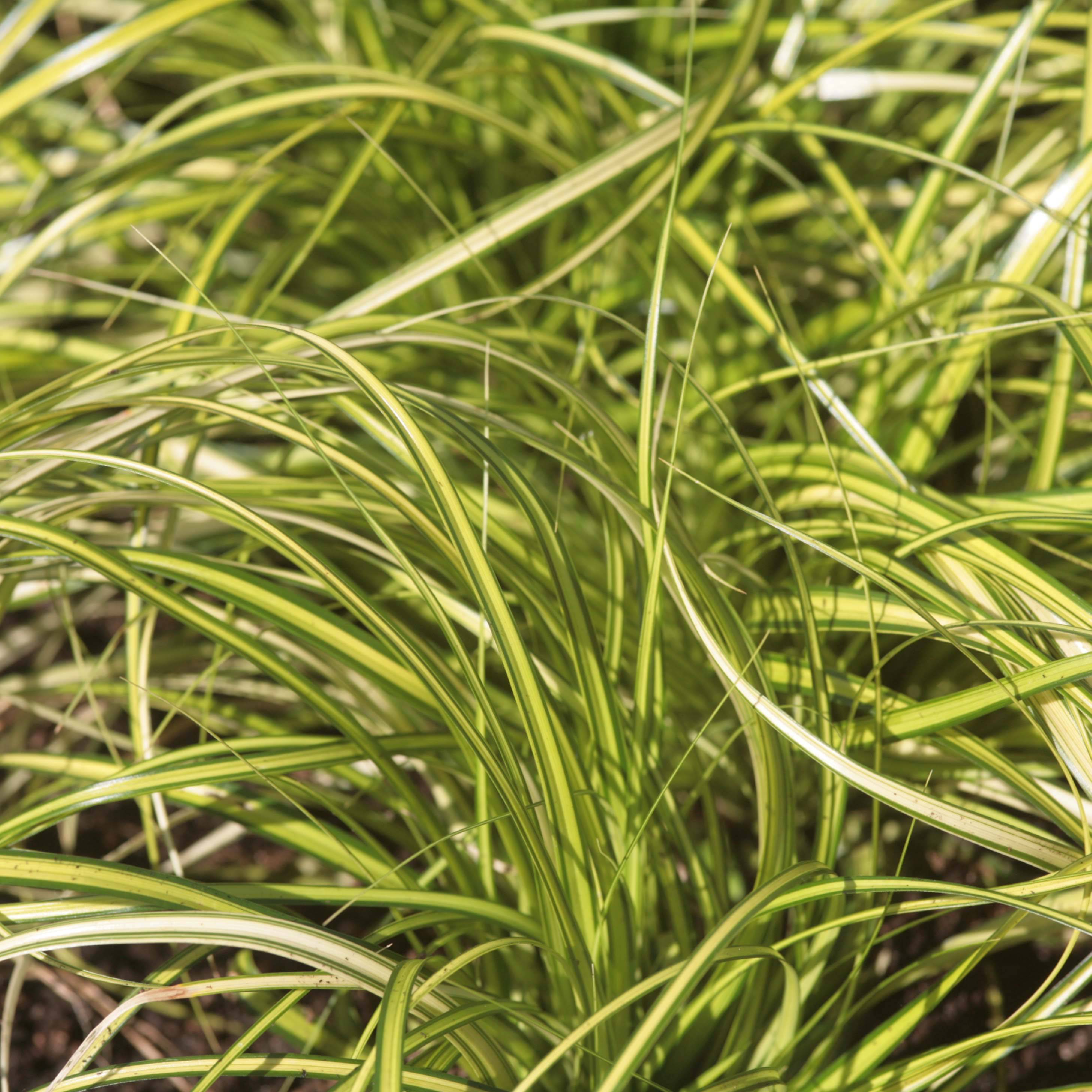 Carex oshimensis Eversheen - Laîche d'Oshima Godet de 8/9 cm