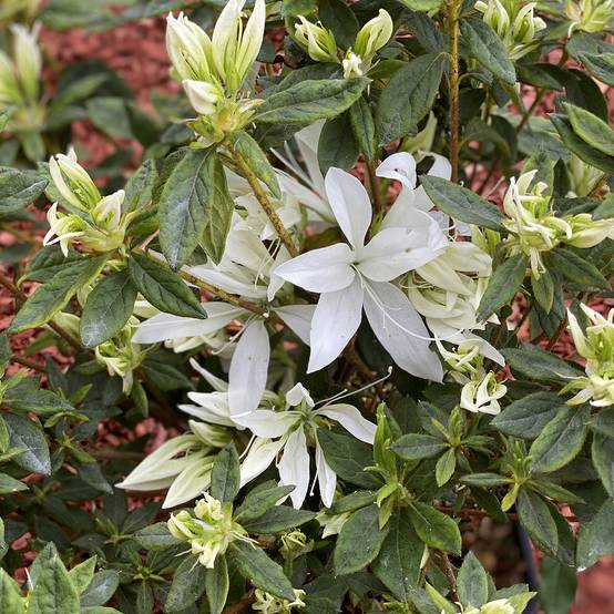 Promesse de Fleurs - Azalée du Japon Koromo shikibu White - Rhododendron hybride Pot de 3L/4L