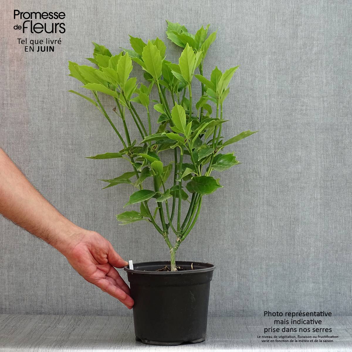 Promesse de Fleurs - Aucuba japonica - Laurier du Japon Pot de 3L/4L - Image 2