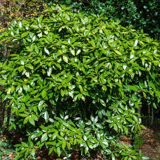 Promesse de Fleurs - Aucuba japonica - Laurier du Japon Pot de 3L/4L - Image 1