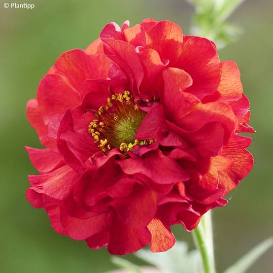 Geum Firestarter - Benoîte hybride Pot de 2L/3L