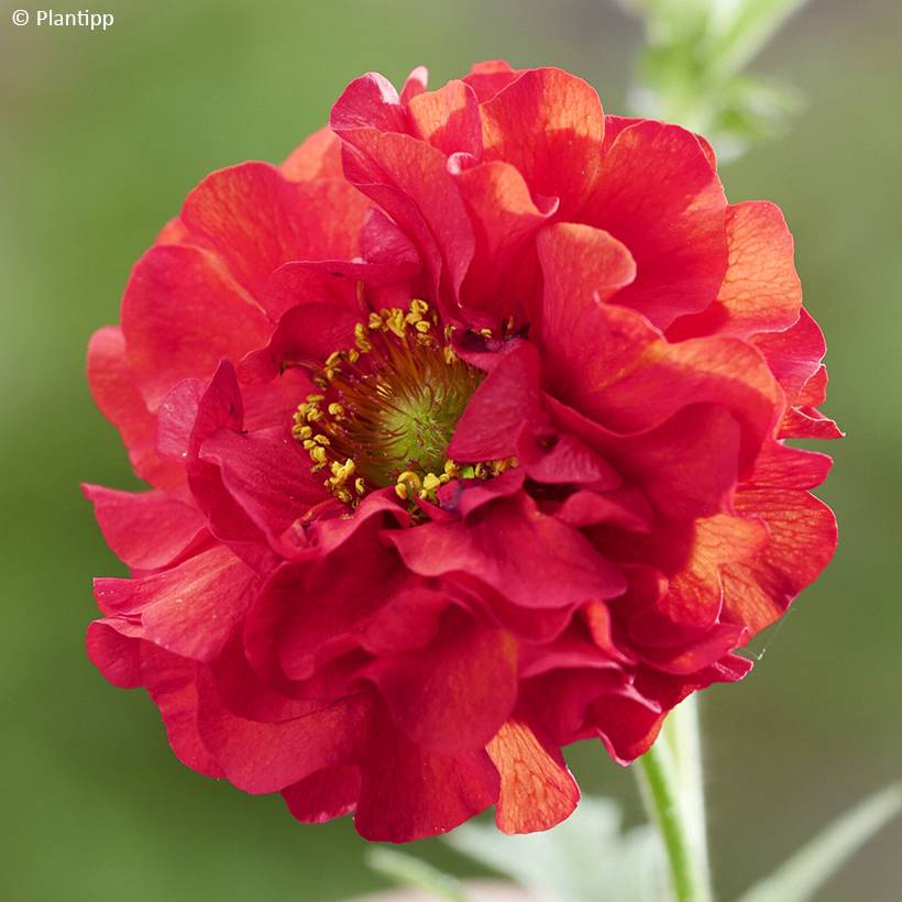Geum Firestarter - Benoîte hybride Pot de 2L/3L