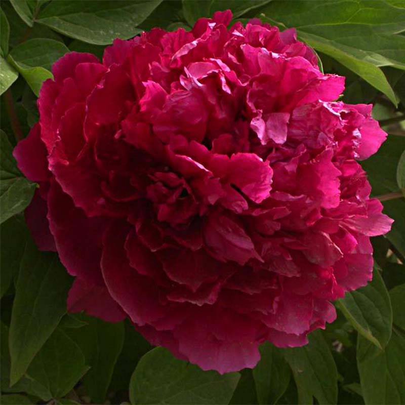Pivoine arbustive 02 Bai Yuan Hong Xia - Paeonia suffruticosa Pot de 2L/3L